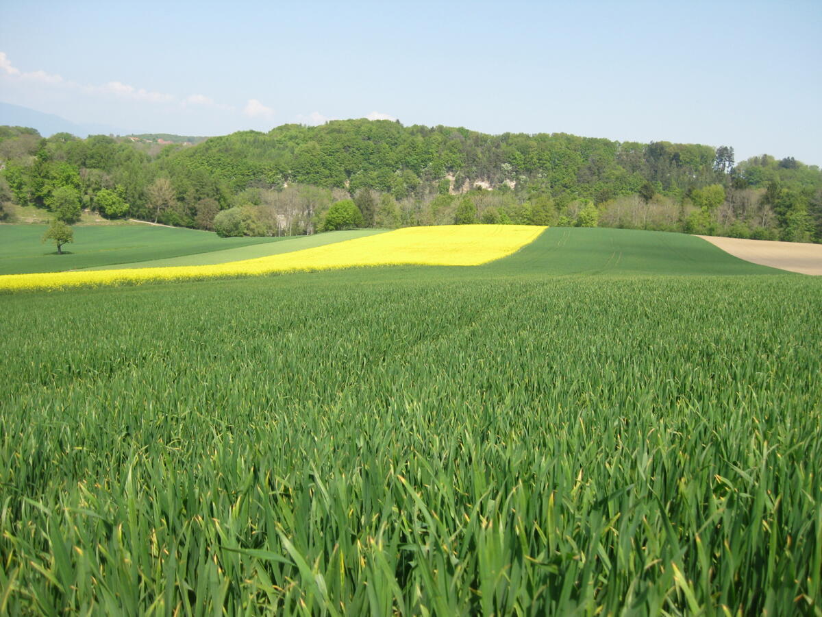 Estimation des récoltes de céréales, d’oléagineux et de protéagineux