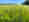 alt_text
