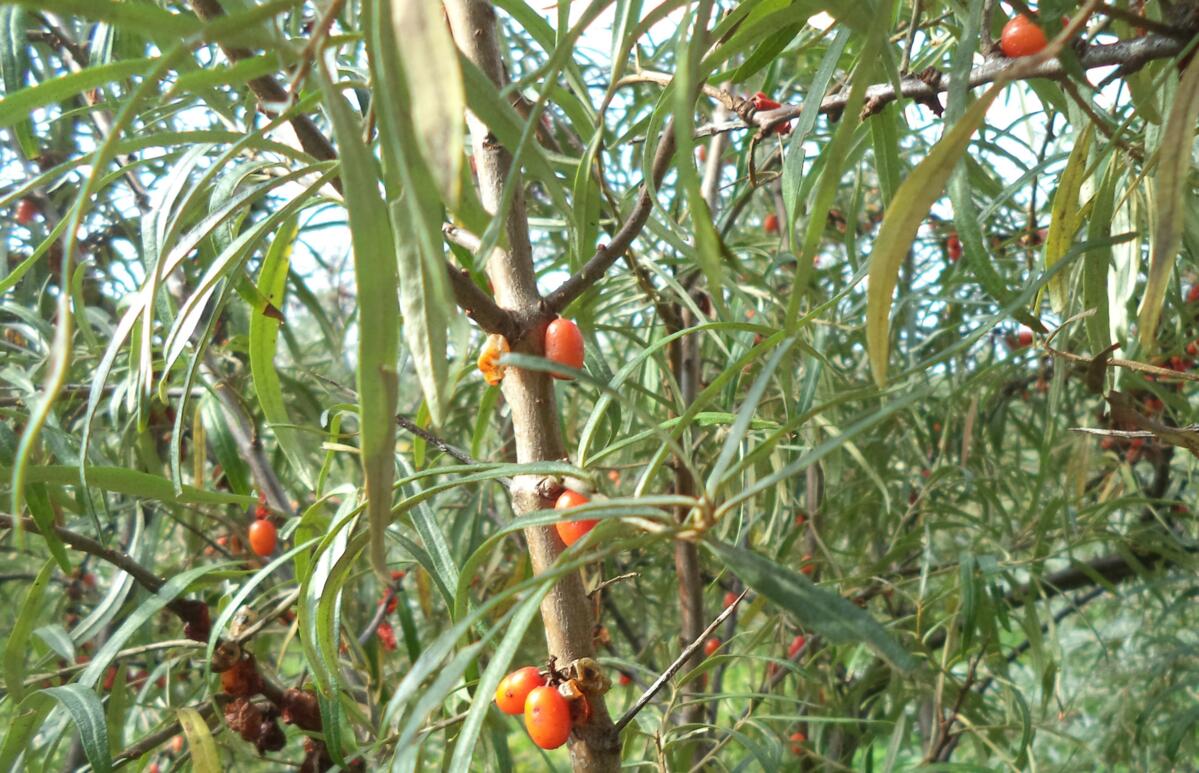Die vitaminreichen Sanddorn-Beeren können erst nach drei Jahre geerntet werden. 
