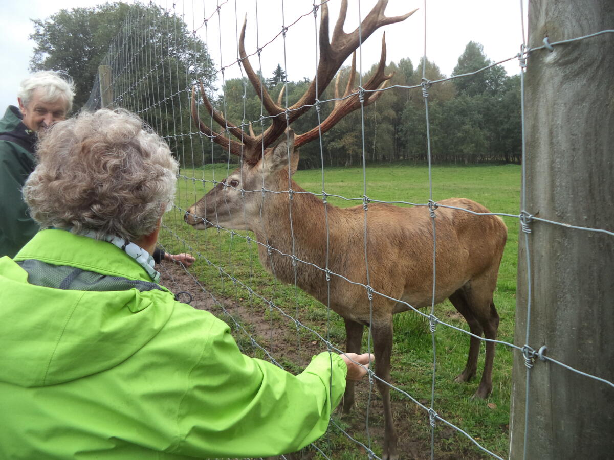 Wegen Verletzungsgefahr wird bei rund 90 Prozent der Hirsche auf der besuchten Hirschfarm das jährlich nachwachsende Geweih abgesägt und nach China expo...