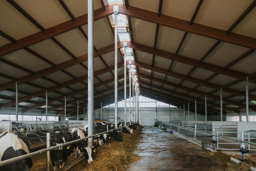 Fast wie in der Schweiz: Ein Stall für Milchkühe. 