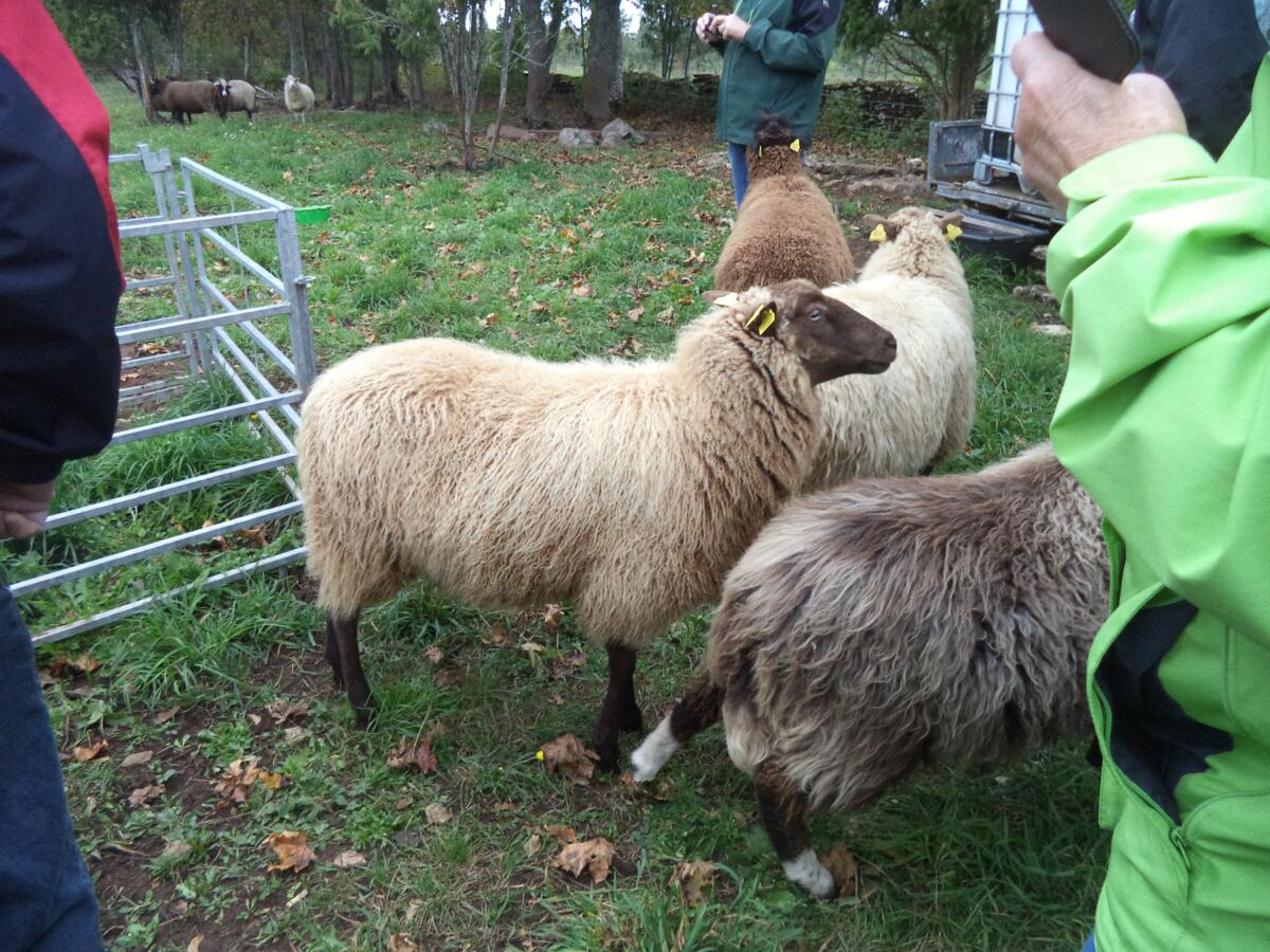 Aus der Wolle dieser Schafe werden hochwertige Strickwaren hergestellt.