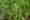 teosinte_wikipdia_d