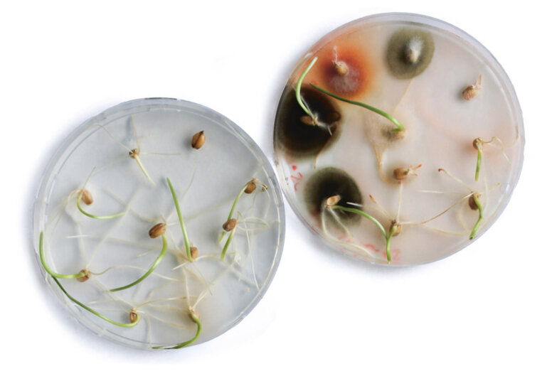 Thermosem_petrischalen_f