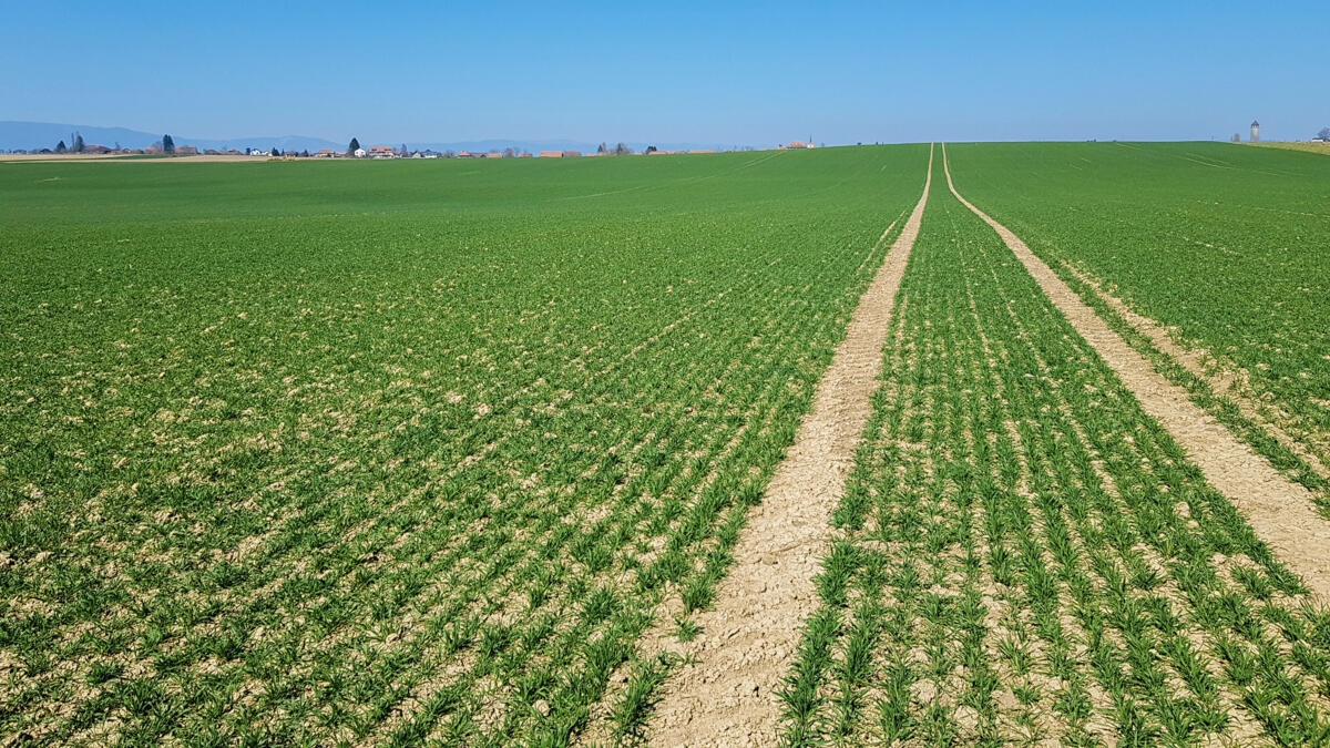Gestion des adventices dans les céréales au printemps