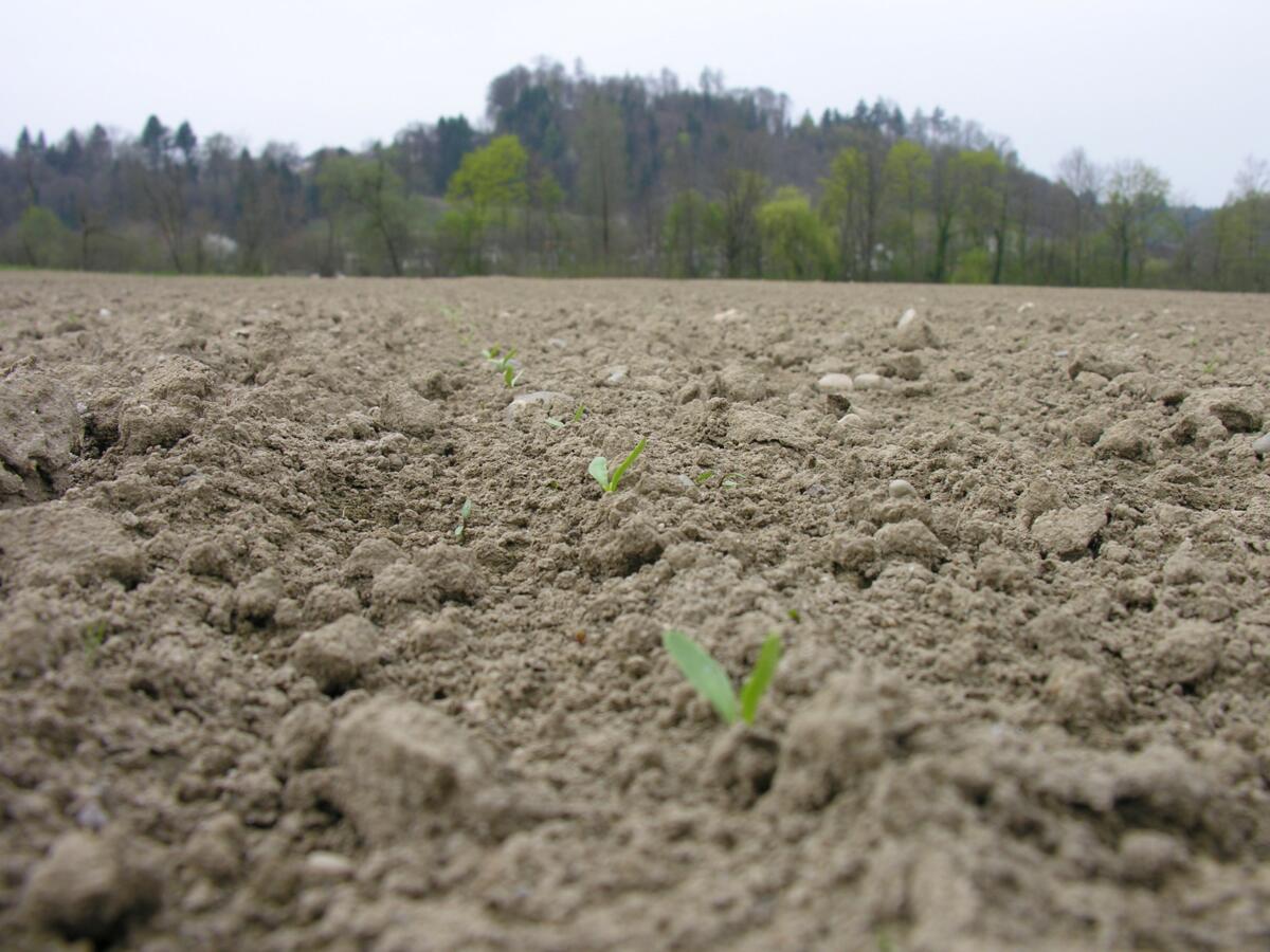 Betterave sucrière - La reine des grandes cultures