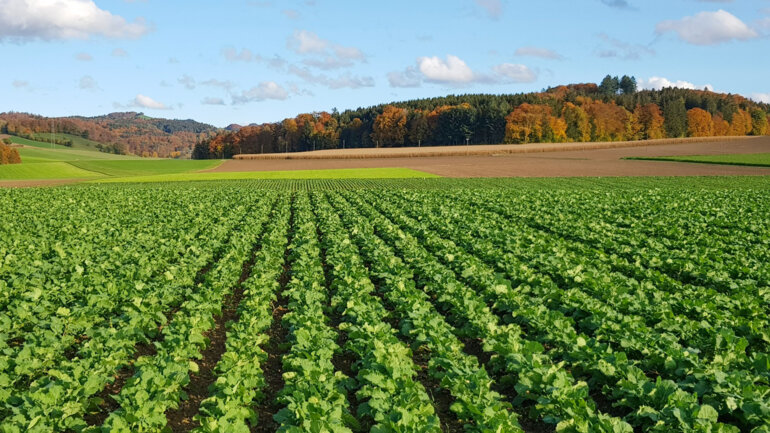 Top Raps Ende Oktober
