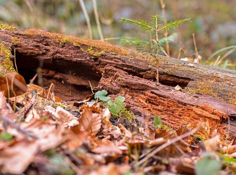 Totholz-4017970_1920