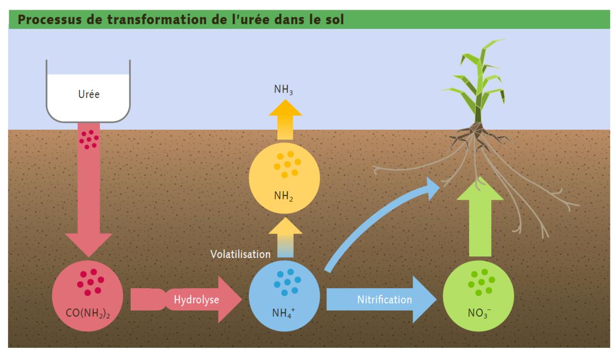 La bonne forme au bon moment La bonne forme au bon moment