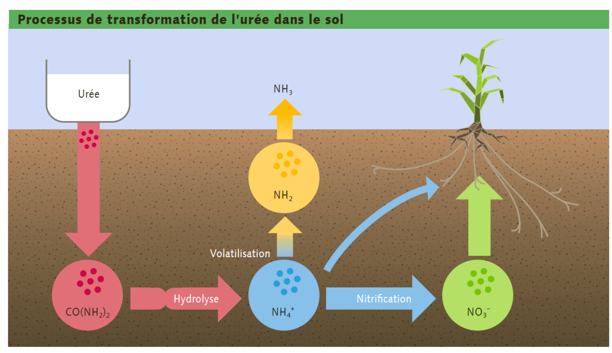 La bonne forme au bon moment