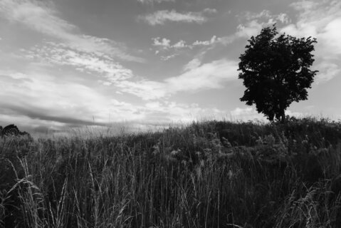 tree-5317563