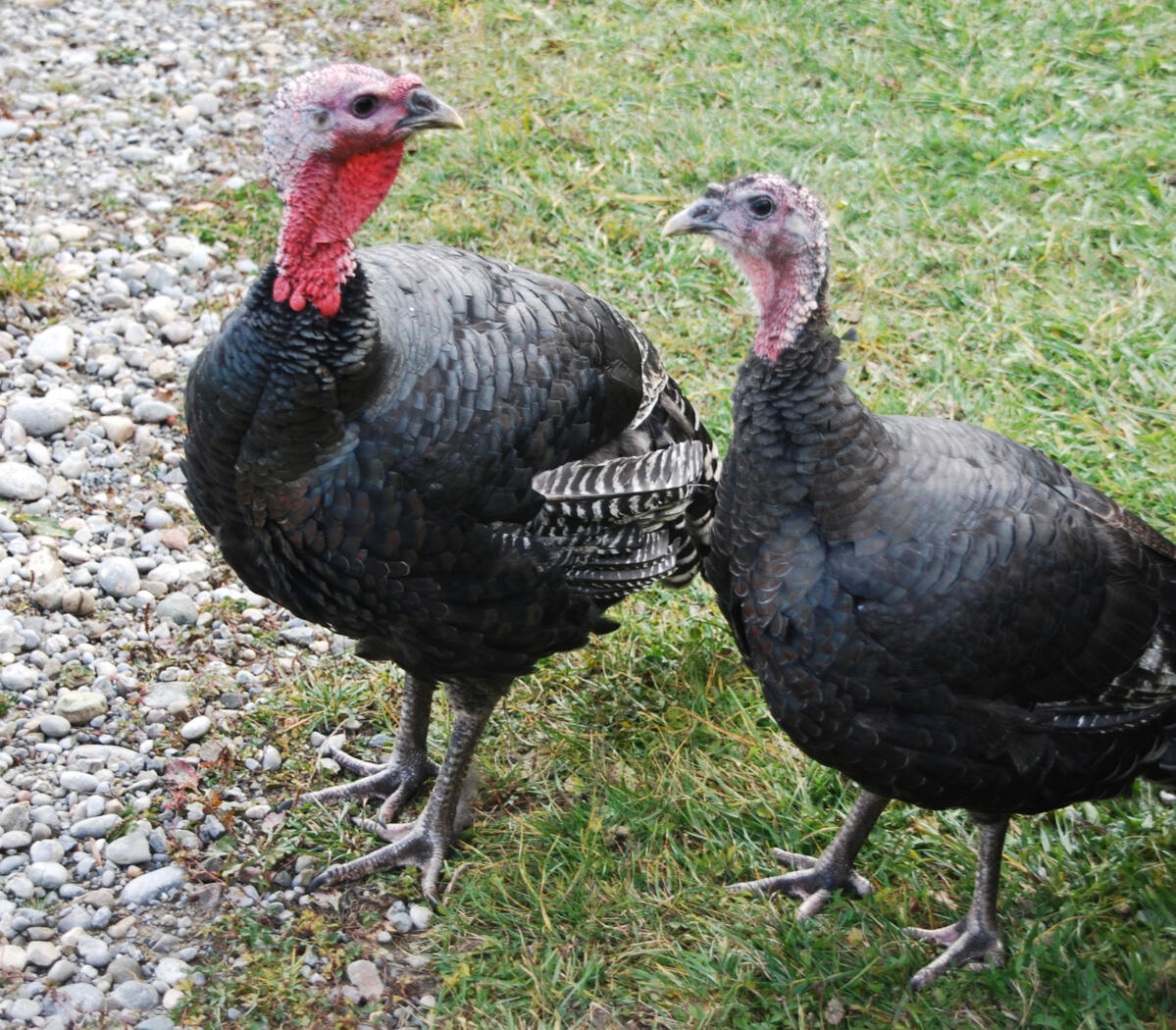 800 ausgebrütete Eier