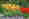 alt_text