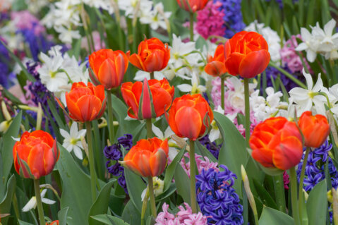 Tulpen_JardinSuisse