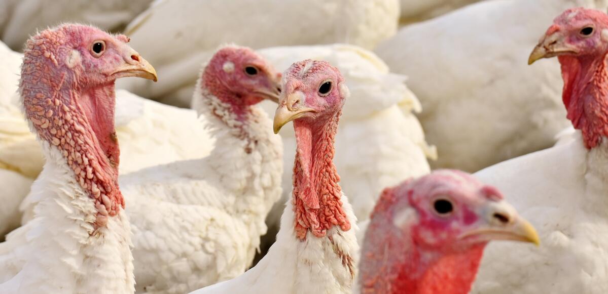 Vor allem Truthahnhaltungen sind vom Ausbruch der Vogelgrippe in Deutschland betroffen.