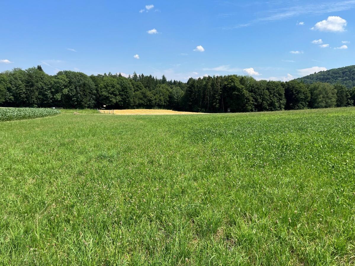 übersaat_kreiselegge_rothenbühler_fr