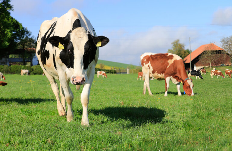 UFA-Alkamix fresh.kl