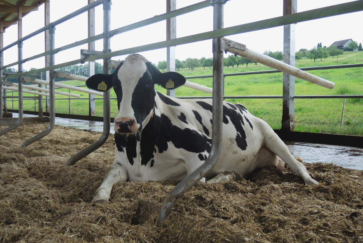 Stall leer? Zeit für ein Tierwohl-Update