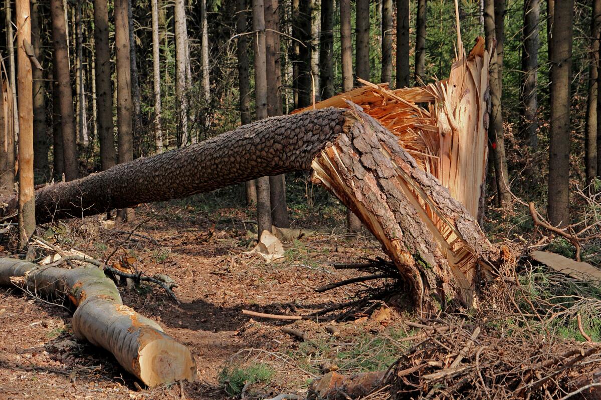 La double prudence est de mise en forêt, non seulement lors des travaux forestiers, mais aussi en raison de la chute de bois mort ou de bois de tempête.