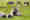 alt_text