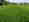 alt_text
