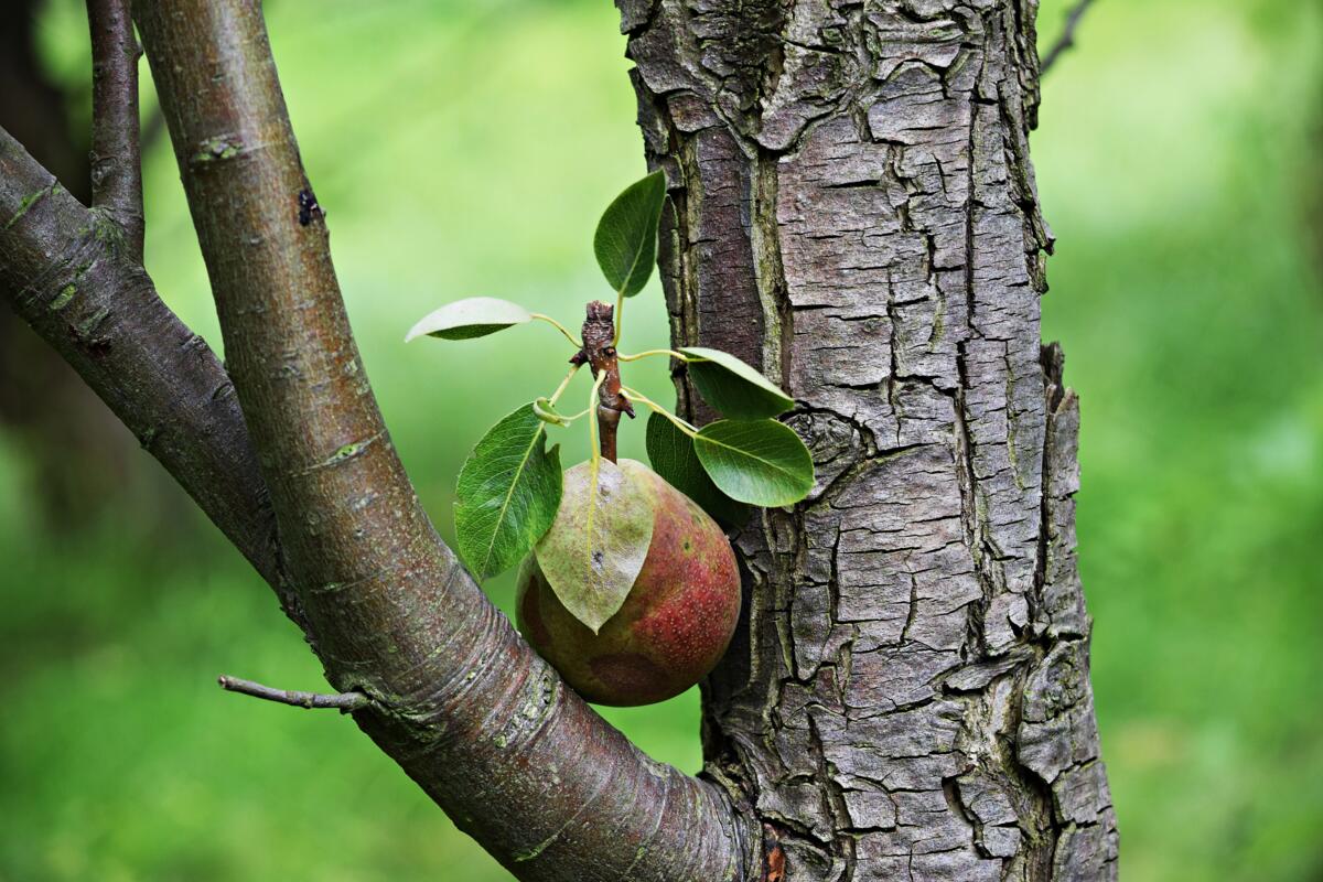 Fructus lance un projet pour les anciennes variétés de fruits