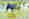 alt_text