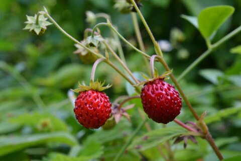Walderdbeeren_pixabay_D