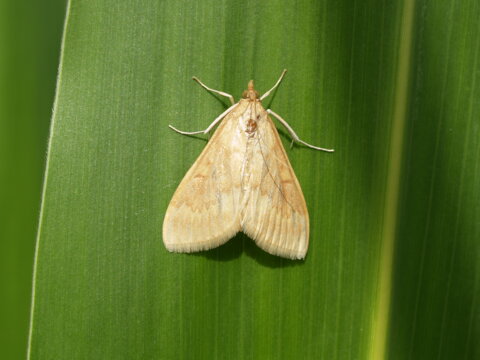 Weibl_Maiszünsler Falter_Agroline_D