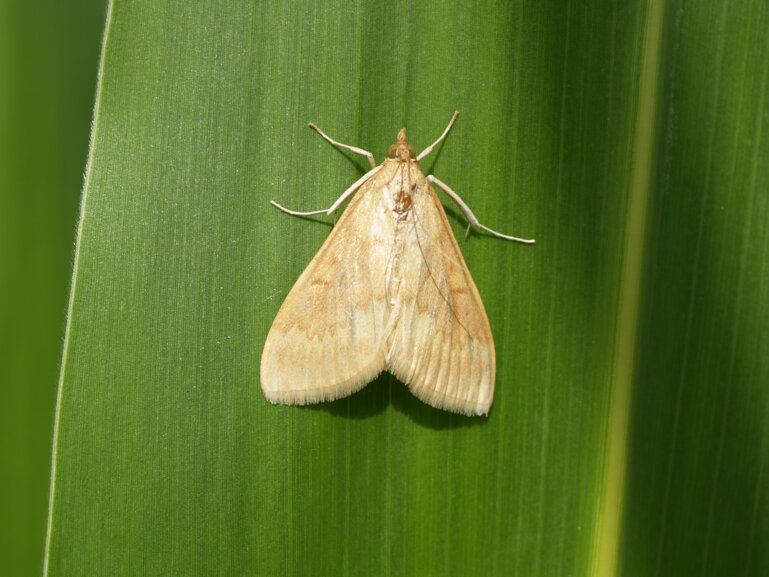 Weibl_Maiszünsler Falter_Agroline_D