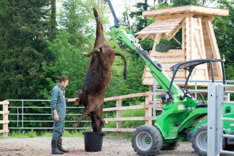 Weideschlachtung3-GAM-800_2e8c458448