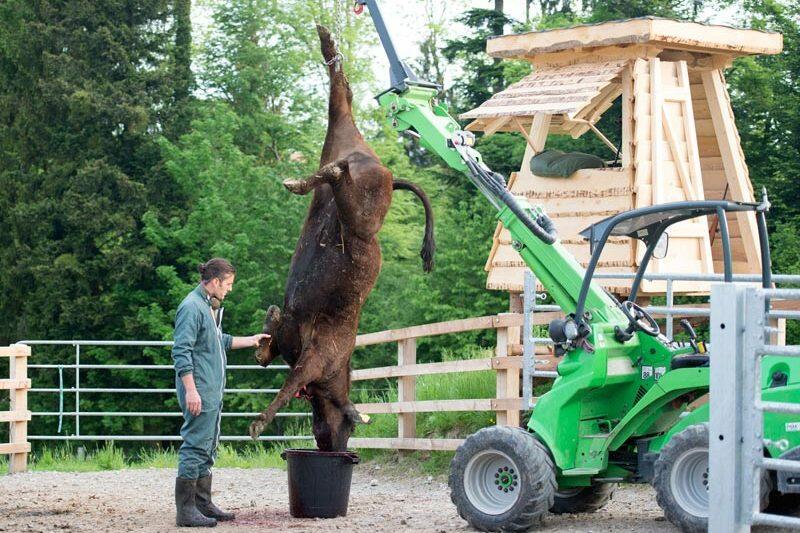 Après le coup de feu, le bétail assommé est pendu et immédiatement saigné.