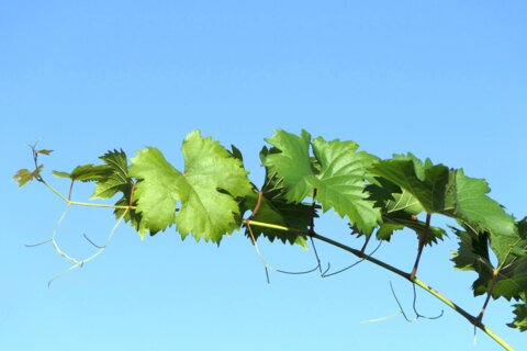 Weinblätter_Schweizer_D