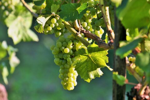 Weinrebe