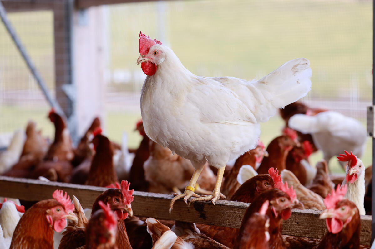 Alimentation des poules : un soutien bienvenu