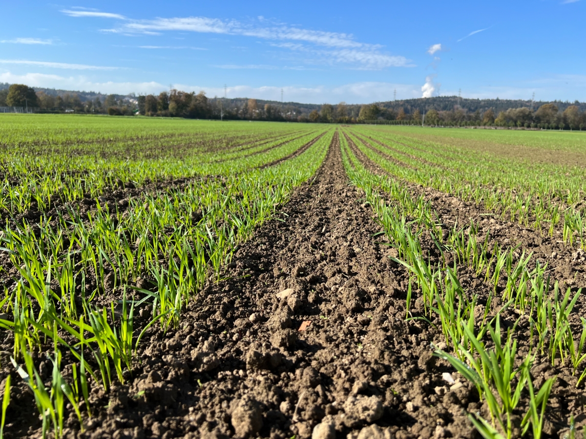 Zuflucht in der weiten Reihe