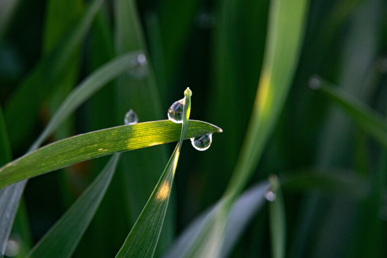 Weizen Wassertropfen