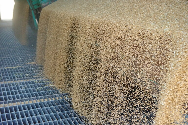 weizen_ablieferung_agrarfoto_d