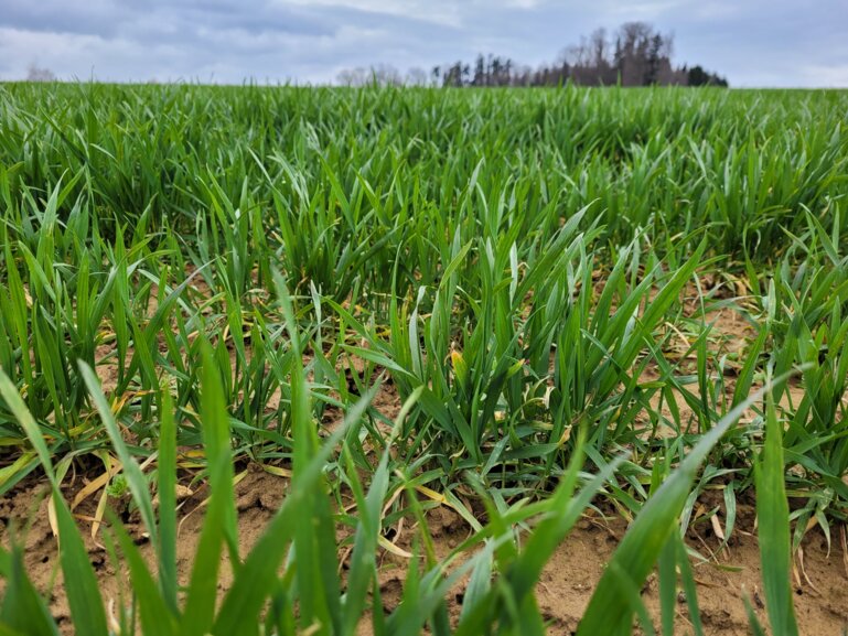 weizen_februar_kek_d