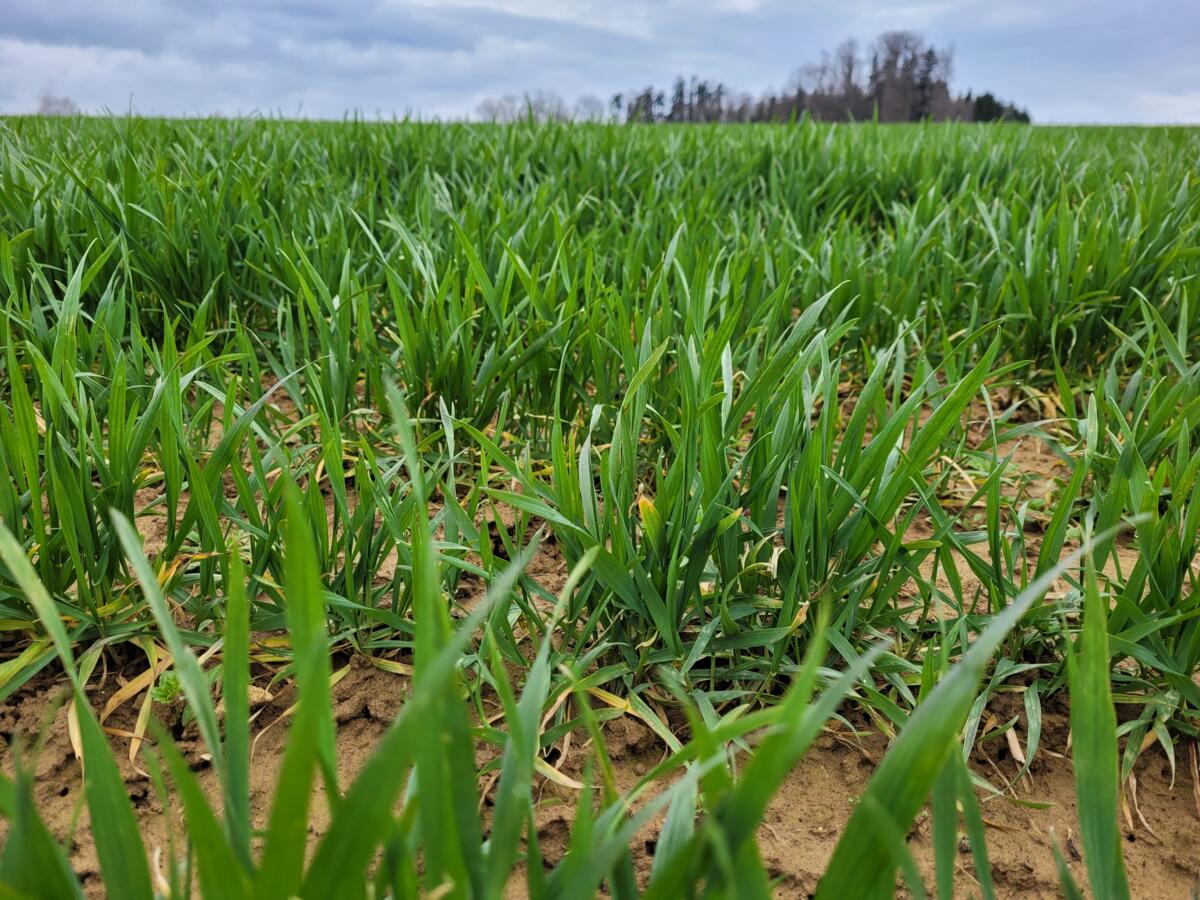 Au début du printemps, l'accent est mis sur une fertilisation azotée ciblée pour le blé, afin de favoriser le tallage et de soutenir la croissance après...