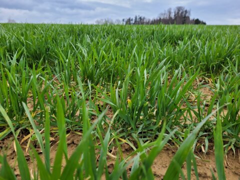 weizen_februar_kek_f