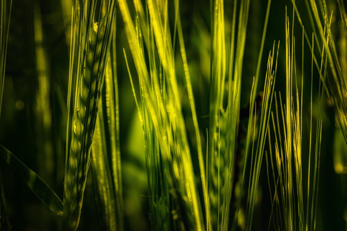 Quelle:pixabay/FiedMn