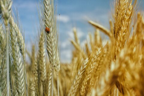 Weizen_Marienkäfer_F_pixabay