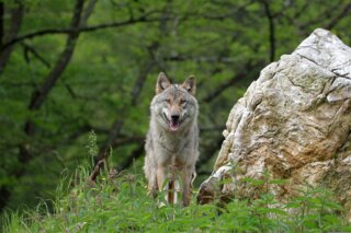 wfranz-wolf-6319260 (1)