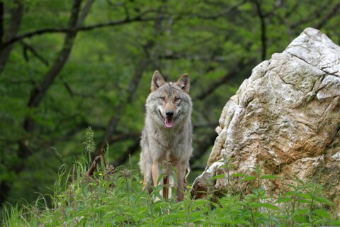 wfranz-wolf-6319260 (1)
