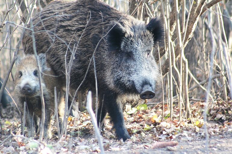 wild-boar-5781170_1920