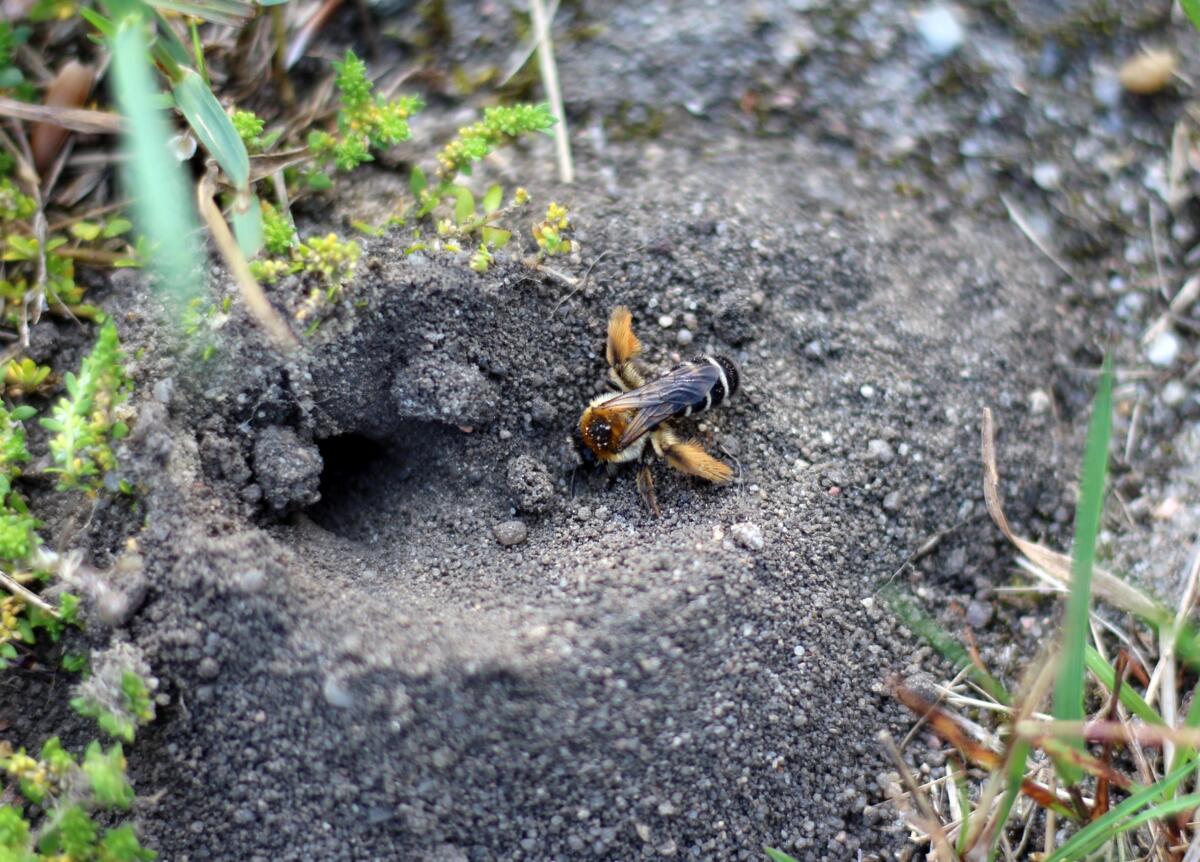 Der Grossteil der Wildbienen legt seine Nester in selbstgegrabenen Gängen im Boden an.
