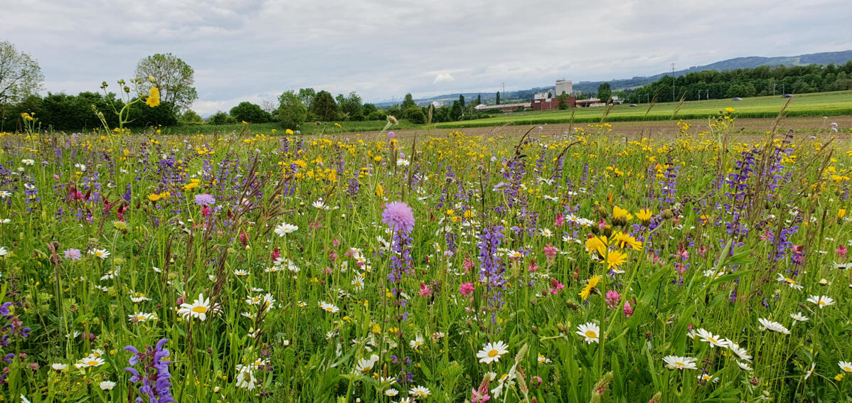 Lors de la création d’une prairie de fauche extensive, une préparation minutieuse du sol est essentielle pour garantir le succès, car un semis raté est...