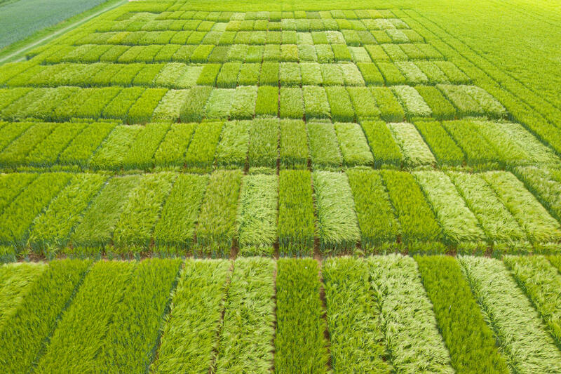 Wintergerstenversuchen 2021 von Swiss Granum