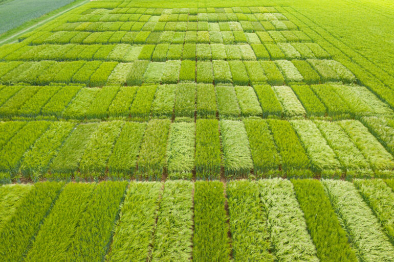 Wintergerstenversuchen 2021 von Swiss Granum